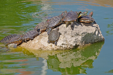 turtles basking and swimming in the sun