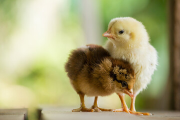 Beautiful and adorable brown and yellow chick in the farm