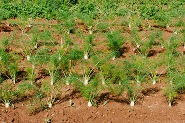 fennel plants growing in rows in a field