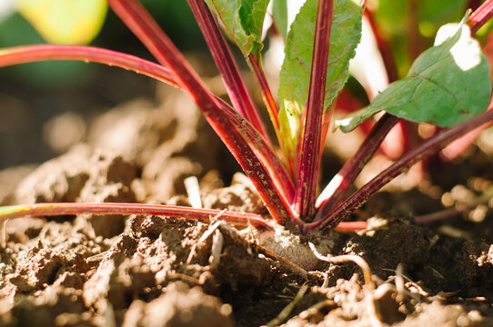 close up of beet root and plant, growing
