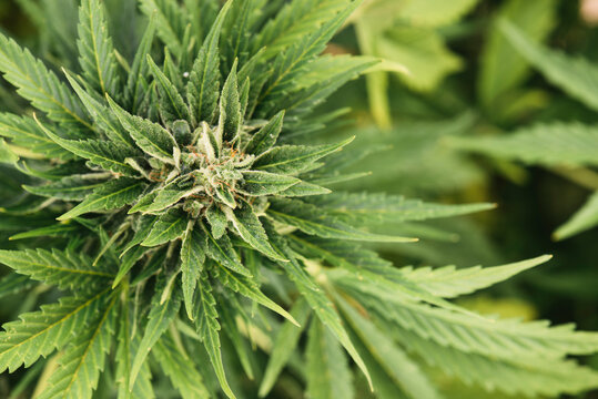 Marijuana Plant - Alternative Medicine