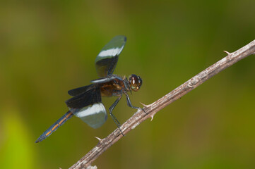Widow Skimmer Dragonfly on a brier