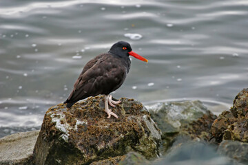 Blackish Oystercatcher, Haematopus ater, relaxing on the shore