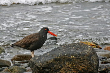Blackish Oystercatcher, Haematopus ater, relaxing by the shore