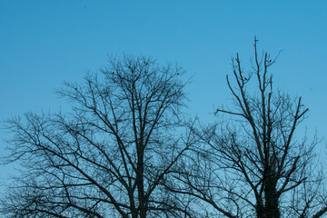 Bare Silhouetted Trees Covered in Birds on a Clear Blue Sky