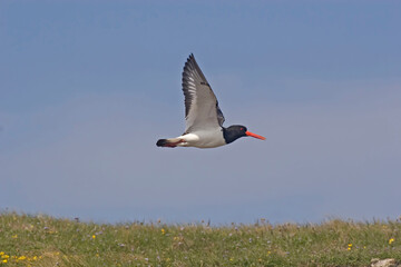 Eurasian Oystercatcher, Haematopus ostralegus, flying over coast