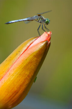 Blue Dasher dragonfly perched on a waterlily bud in late afterno