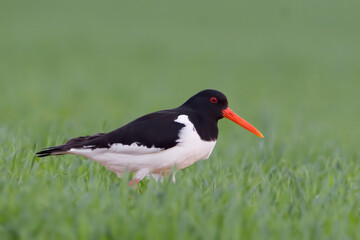 Eurasian Oystercatcher, Haematopus ostralegus, close up view