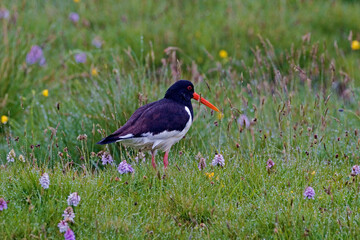Eurasian Oystercatcher, Haematopus ostralegus, standing in wildflowers