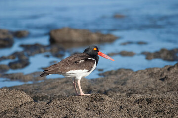 American Oystercatcher, Haematopus palliatus, relaxing on the shore