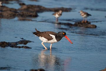 American Oystercatcher, Haematopus palliatus, wading with prey item