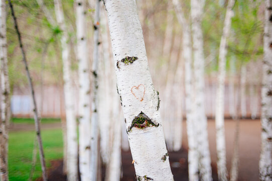 Red heart carved into the trunk of a silver birch tree