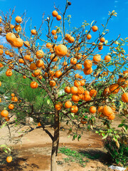 orange tree with oranges