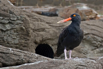 Close up view of a Black Oystercatcher, Haematopus bachmani