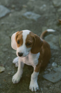 Cute Little Puppy