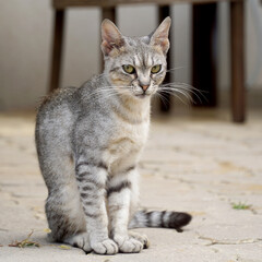 Naklejka na ściany i meble Beautiful young gray cat with green eyes.