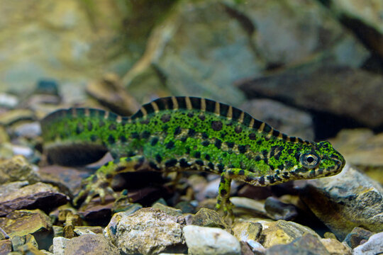 42 BEST &quot;Triturus Pygmaeus&quot; IMAGES, STOCK PHOTOS &amp; VECTORS | Adobe Stock