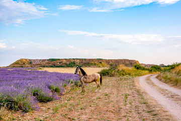 Horse looking at the lavender field