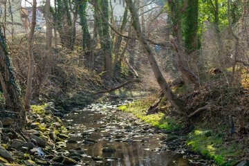 A Forest in Autumn With a Creek Running Through Lit by the Sunset