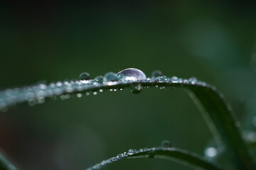 Gotas en cesped
