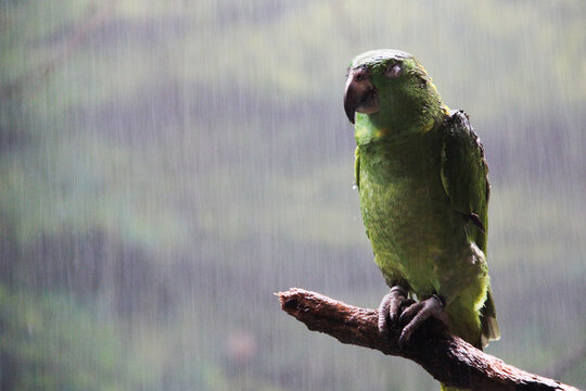 Green wet parrot resting on a branch in the middle of rain in Madrid, Spain