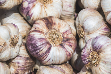 Closeup of ripe garlic
