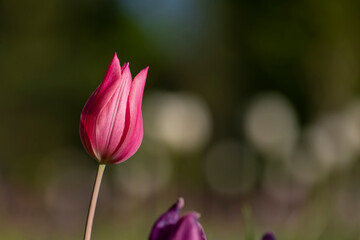 tulip growing in the garden among green plants