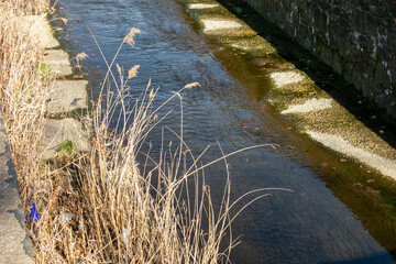 Tall Yellow Grass Next to a Man-Made Drainage Stream