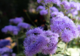 Fioletowe kwiaty © Agnieszka