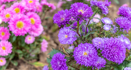 close up of beautiful flowers Callistephus chinensis or Callistephus or China aster and annual aster in pink and violet colors blomming in the garden in summer season.