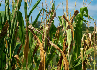 Closeup dried, brown corn stalks, leaves, in farm field, hot summer heat