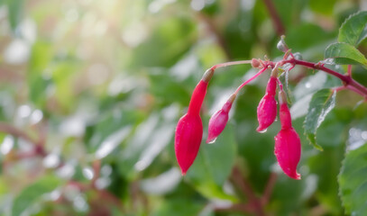 close up of Fuchsia flowering plants that consists mostly of shrubs or small trees on bokeh background.
