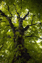 Fototapeta premium Leafy branch of a large tree in Ireland