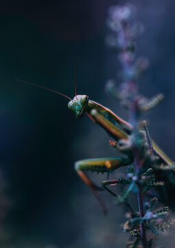 Praying Mantis in the garden