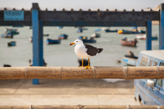Pacific seagull perched on a rail in a small fishing village
