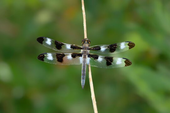 Twelve-spotted Skimmer dragonfly