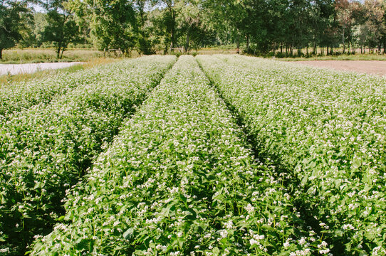 Farm Field Planted With A Cover Crop