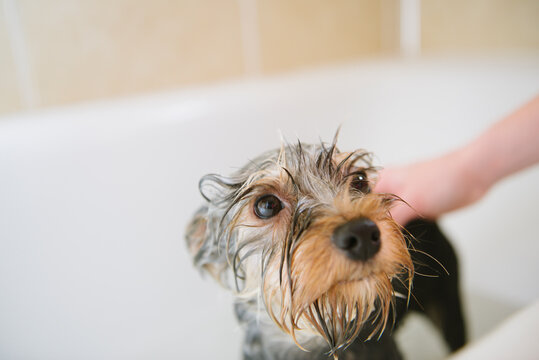 Dog having a bath