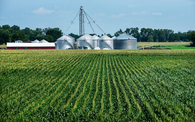 Long rows of corn crop in farm field, food storage containers, silos, red barn in background, corn on the cob © Jon