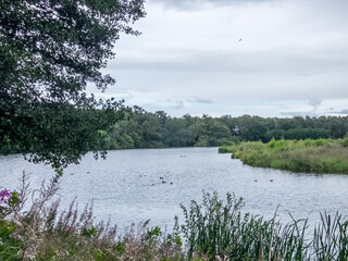 Views around Lancashire Wildlife Trust Reserve at Meresands Wood, Lancashire. August 2020