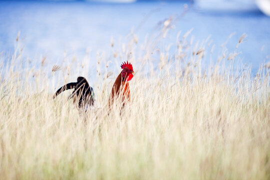 Rooster with a bright red comb walking through tall golden grass