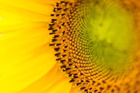 Macro photography showing the details of a sunflower.