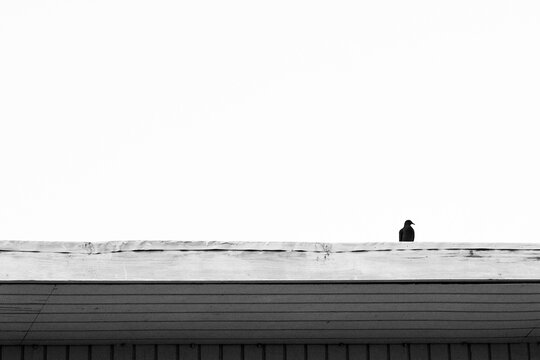 Single bird sitting on a roof in black and white. Minimal image