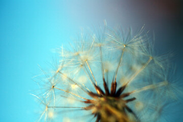 Dandelion against beautiful light blue background