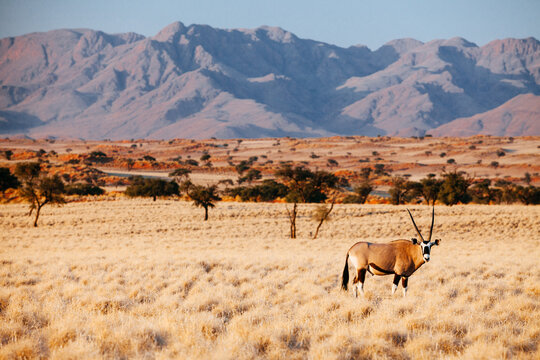 Lone Oryx in a grassy plain, Namibia