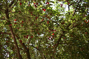 Red berry on the tree