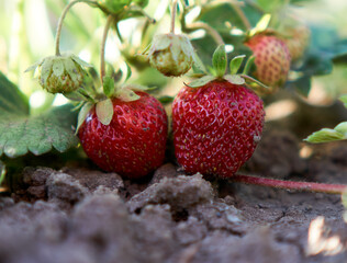 summer strawberries from the garden