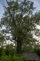 Fototapeta premium Old poplar in the village