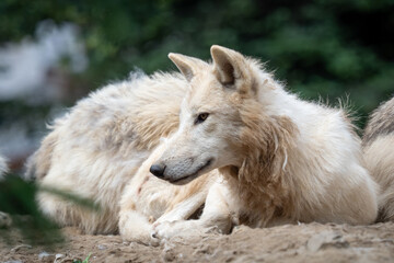 Arctic wolf (Canis lupus arctos), also known as the white wolf or polar wolf