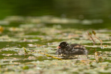 Little Grebe Chick